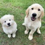 Home golden retriever puppies 3
