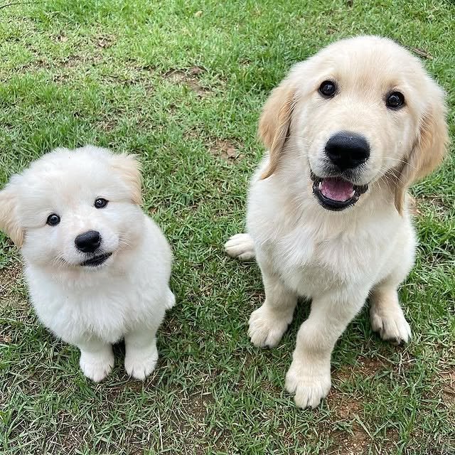 Golden Retriever Puppies golden retriever puppies 3