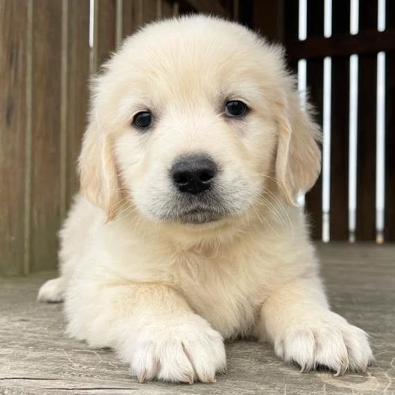 Golden Retriever Puppies golden retriver puppies 1