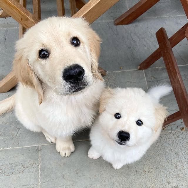 Golden Retriever Puppies golden retriver puppies 2