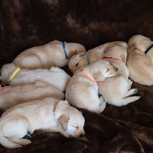Golden Retriever Puppies golden retriver puppies 4
