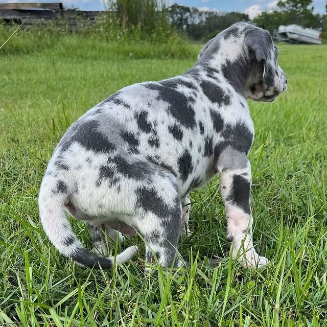 Great Dane Puppies great dane puppies 2