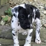 Home great dane puppies 3