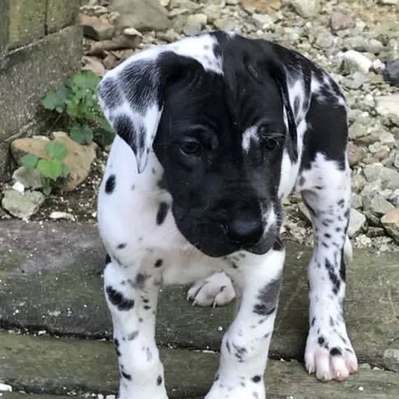 Great Dane Puppies great dane puppies 3