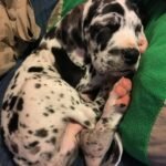 Home great dane puppies1