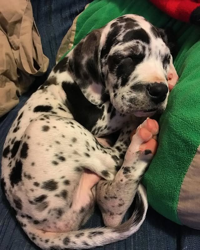 Great Dane Puppies great dane puppies1