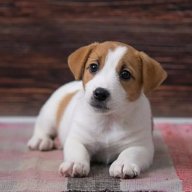 Jack Russell Puppies jack russell puppies 1