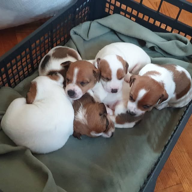 Jack Russell Puppies jack russell puppies 2