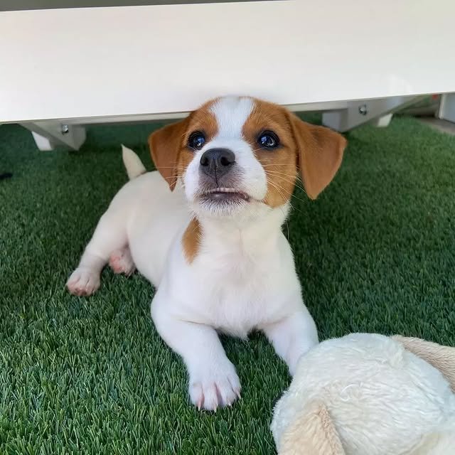Jack Russell Puppies jack russell puppies 3