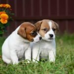 Home jack russell puppies 4