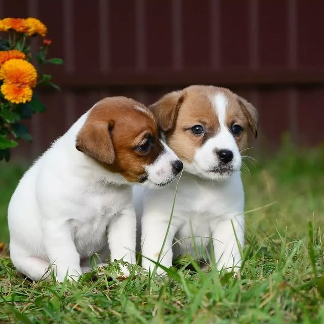 Jack Russell Puppies jack russell puppies 4