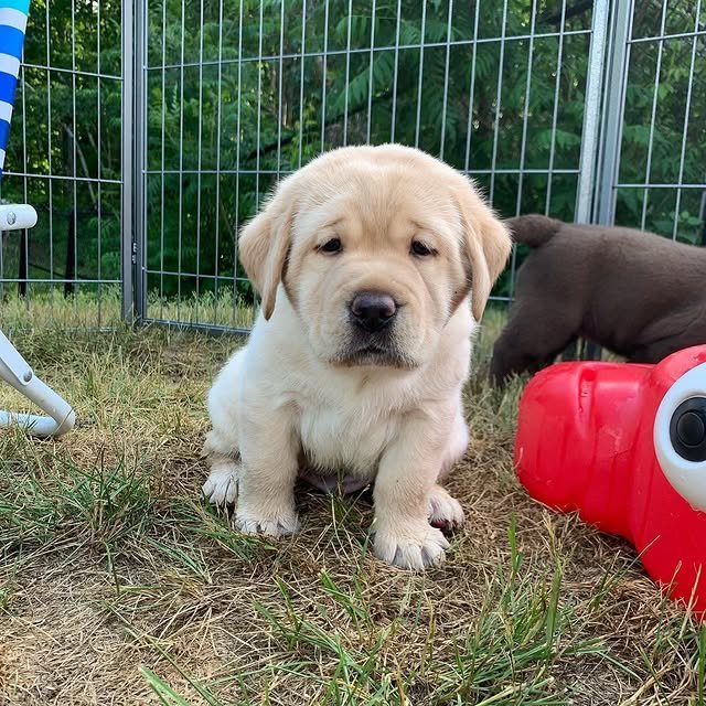 Labrador Retriever Puppies labrador retriever puppies 2