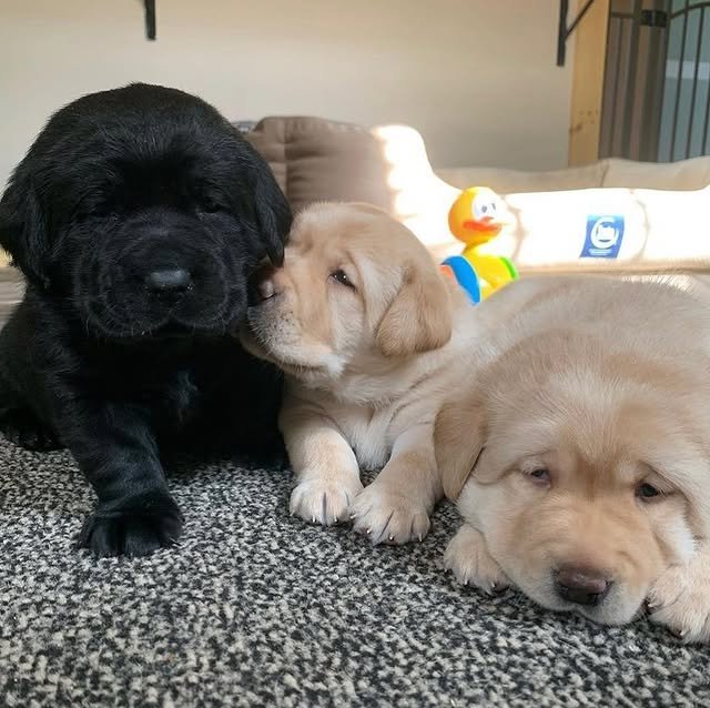 Labrador Retriever Puppies labrador puppies 3