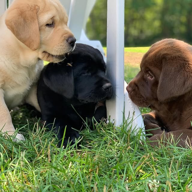Labrador Retriever Puppies labrador puppies1