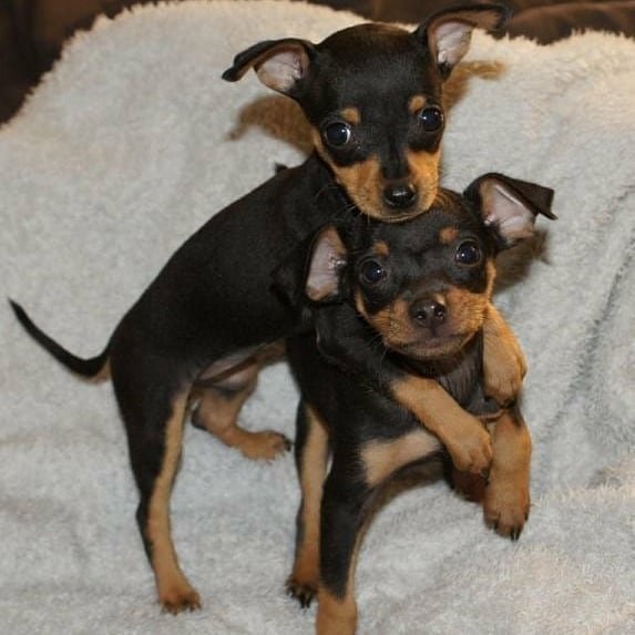 Miniature Pinscher Puppies miniature pinscher 1
