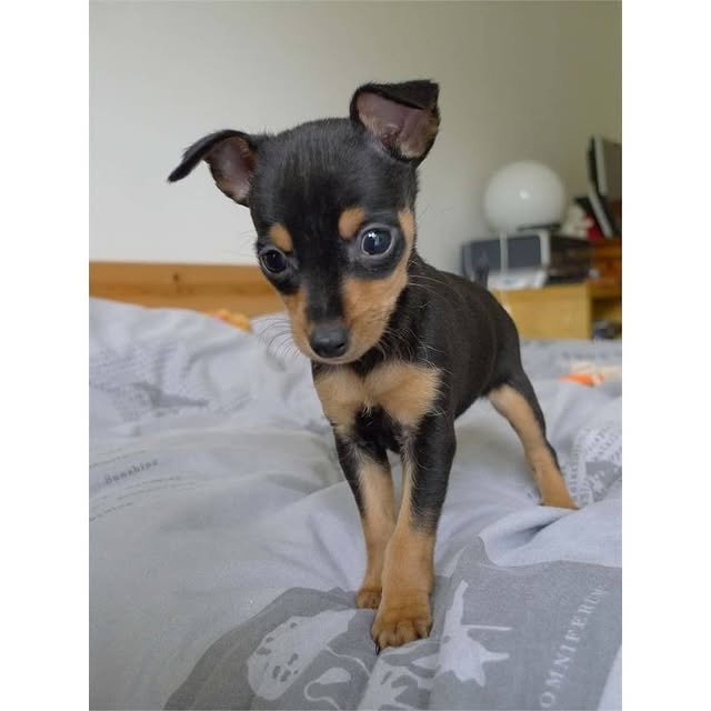 Miniature Pinscher Puppies miniature pinscher 2