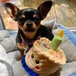 Home miniature pinscher 3