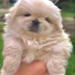 Home pekingese puppies 1
