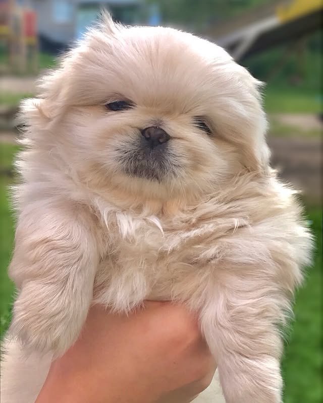 Pekingese Puppies pekingese puppies 1