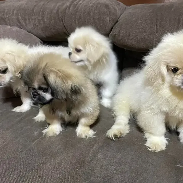 Pekingese Puppies pekingese puppies 22