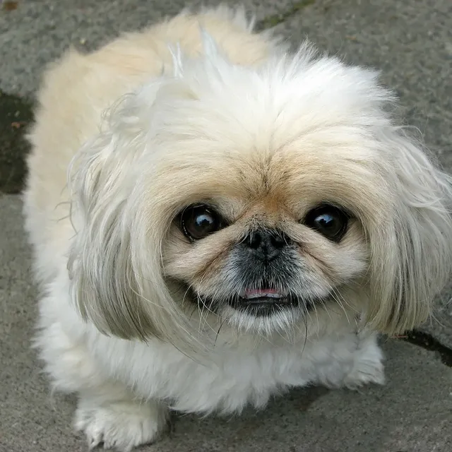 Pekingese Puppies pekingese puppies 3