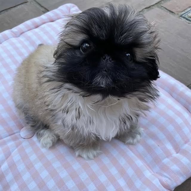 Pekingese Puppies pekingese puppies 4