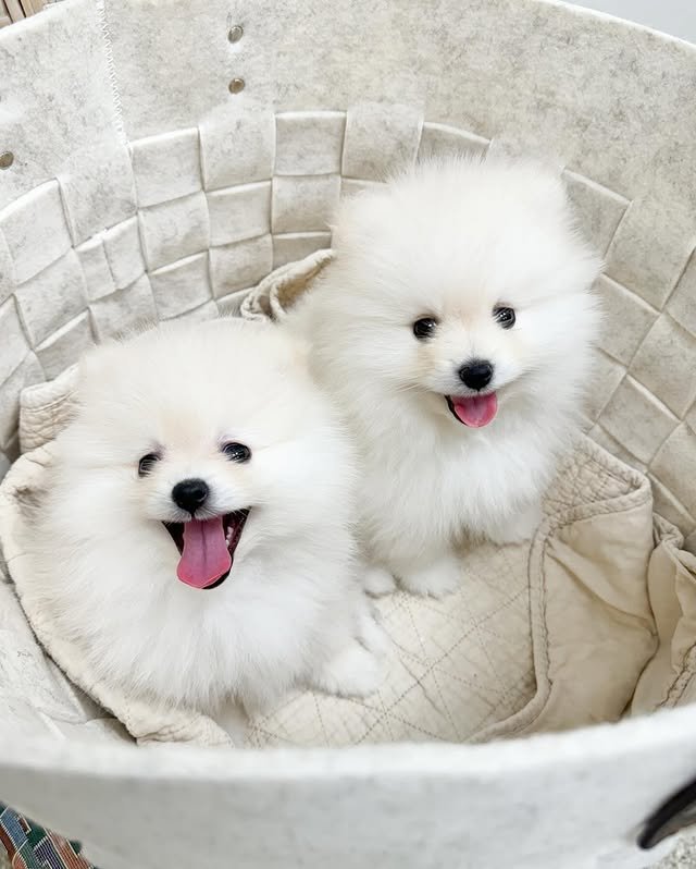 pomeranian puppies 1