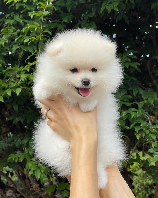 pomeranian puppies 2
