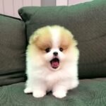 Home pomeranian puppies 3
