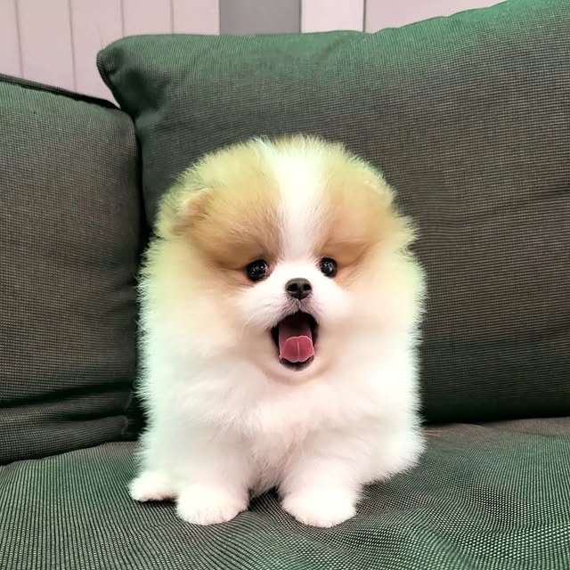 pomeranian puppies 3