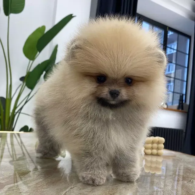 pomeranian puppies 4