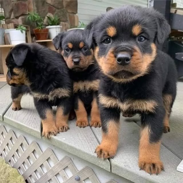 Rottweiler Puppies rottweiler puppies 1