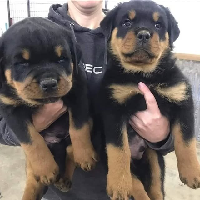 Rottweiler Puppies rottweiler puppies 2