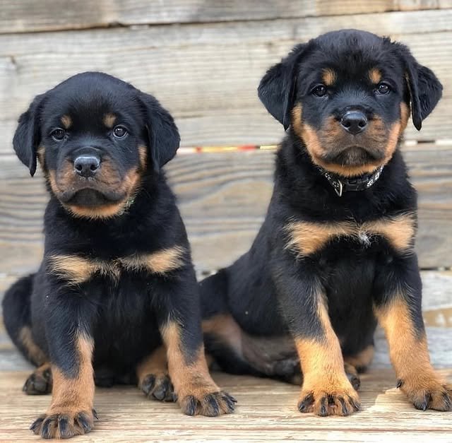 Rottweiler Puppies rottweiler puppies 3