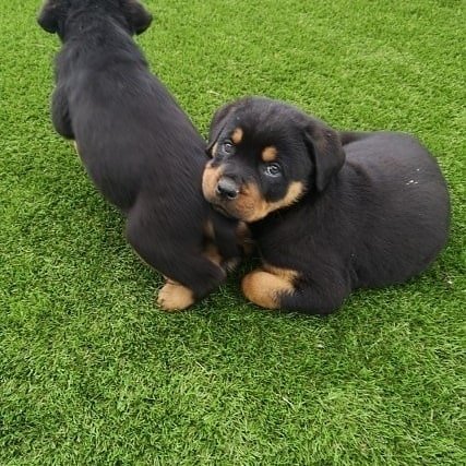 Rottweiler Puppies rottweiler puppies 4 (1)