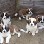 Home st bernard puppies 1