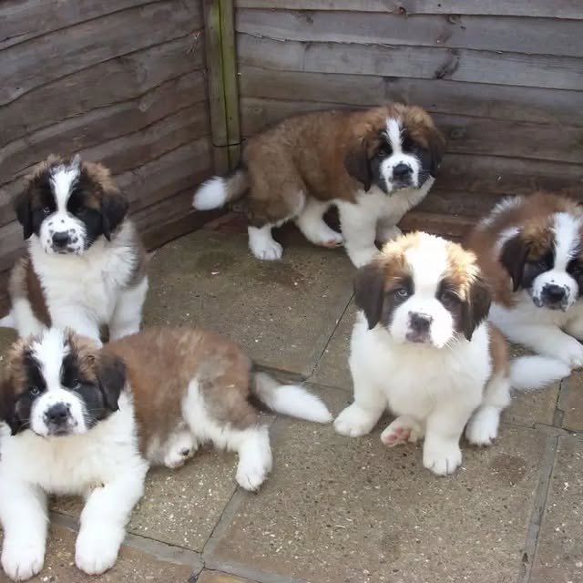 st bernard puppies 1