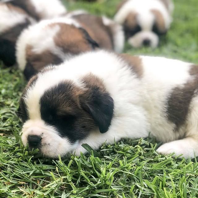 st bernard puppies 2
