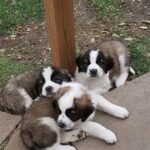 Home st bernard puppies 3