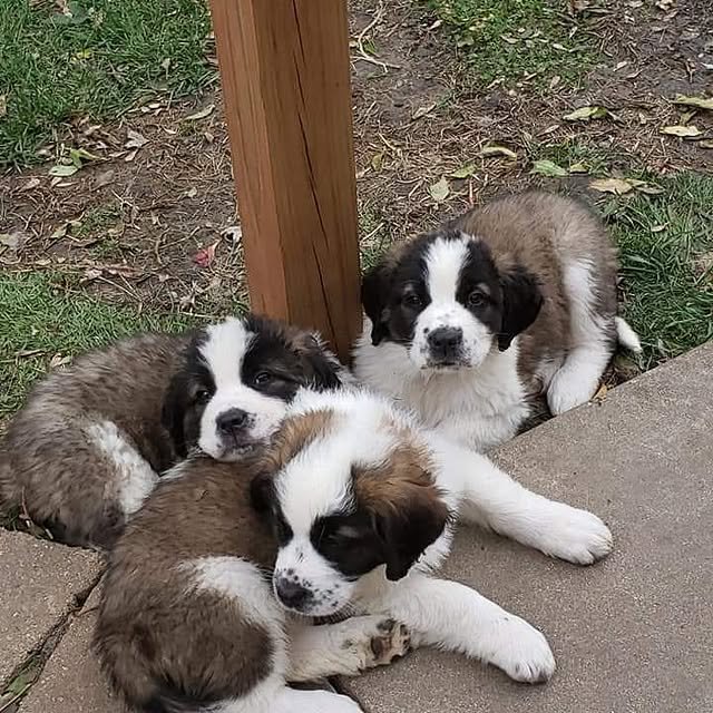 st bernard puppies 3
