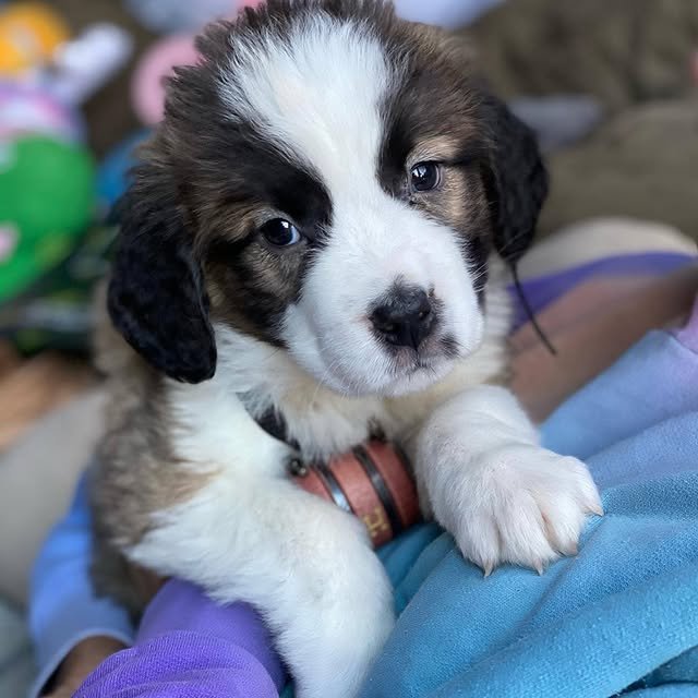st bernard puppies 4