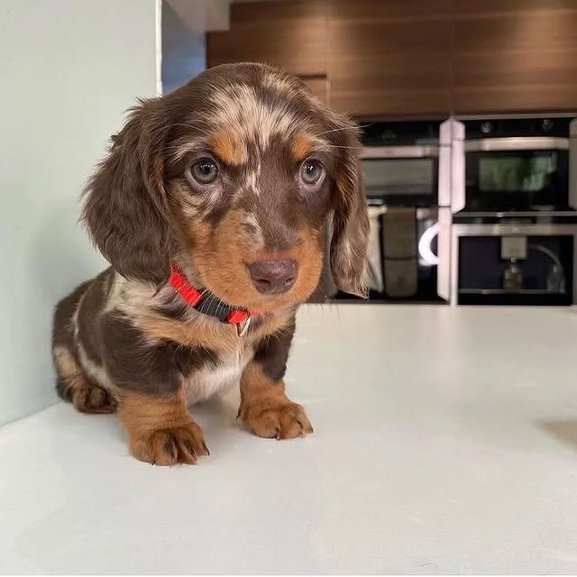 dapple dachshund 1