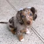 Home dapple dachshund 3