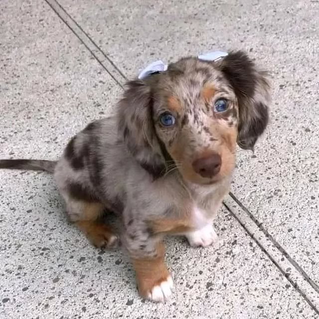 dapple dachshund 3
