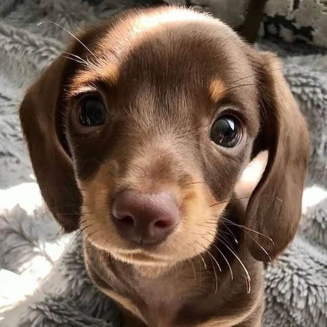 dapple dachshund2