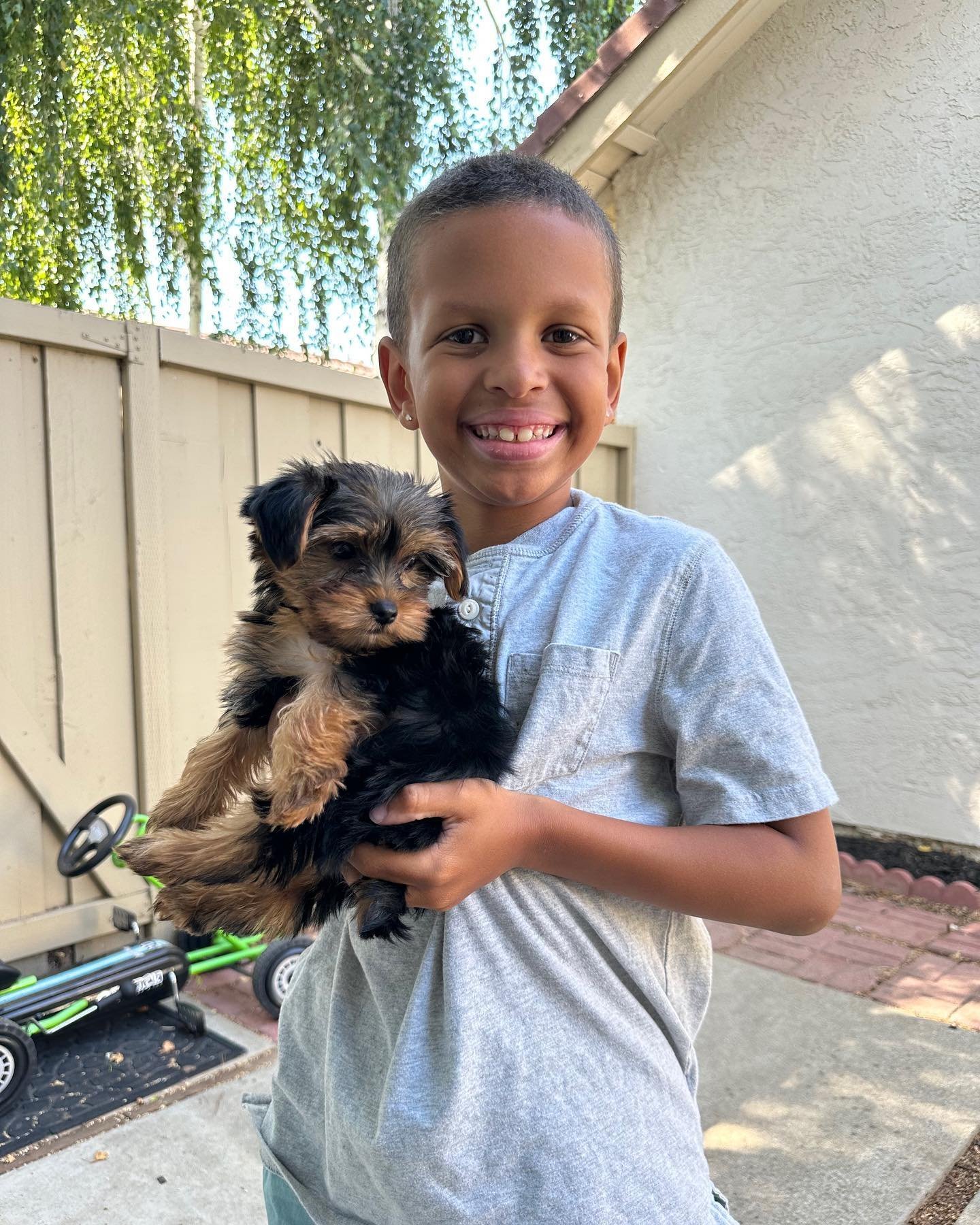 heart yorkie 1687829489 3134063366581272383 8263017460.jpg