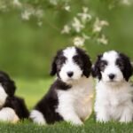 Home heartdog photography 448221755 978756260661559 7816169209386652346 n.jpg