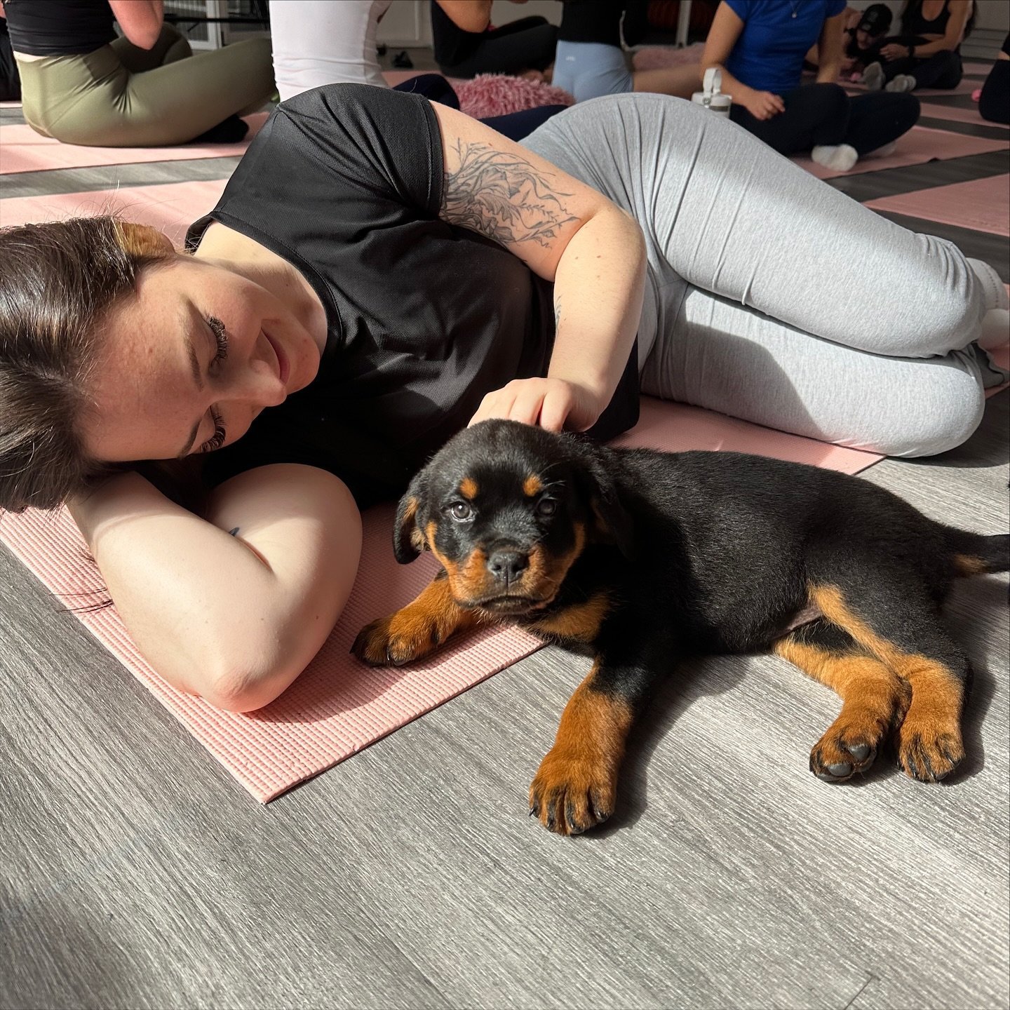 puppyyogamanchester 1758129692 3723784217344908146 53168506592.jpg